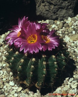 Notocactus cv. herterii x allosyphon